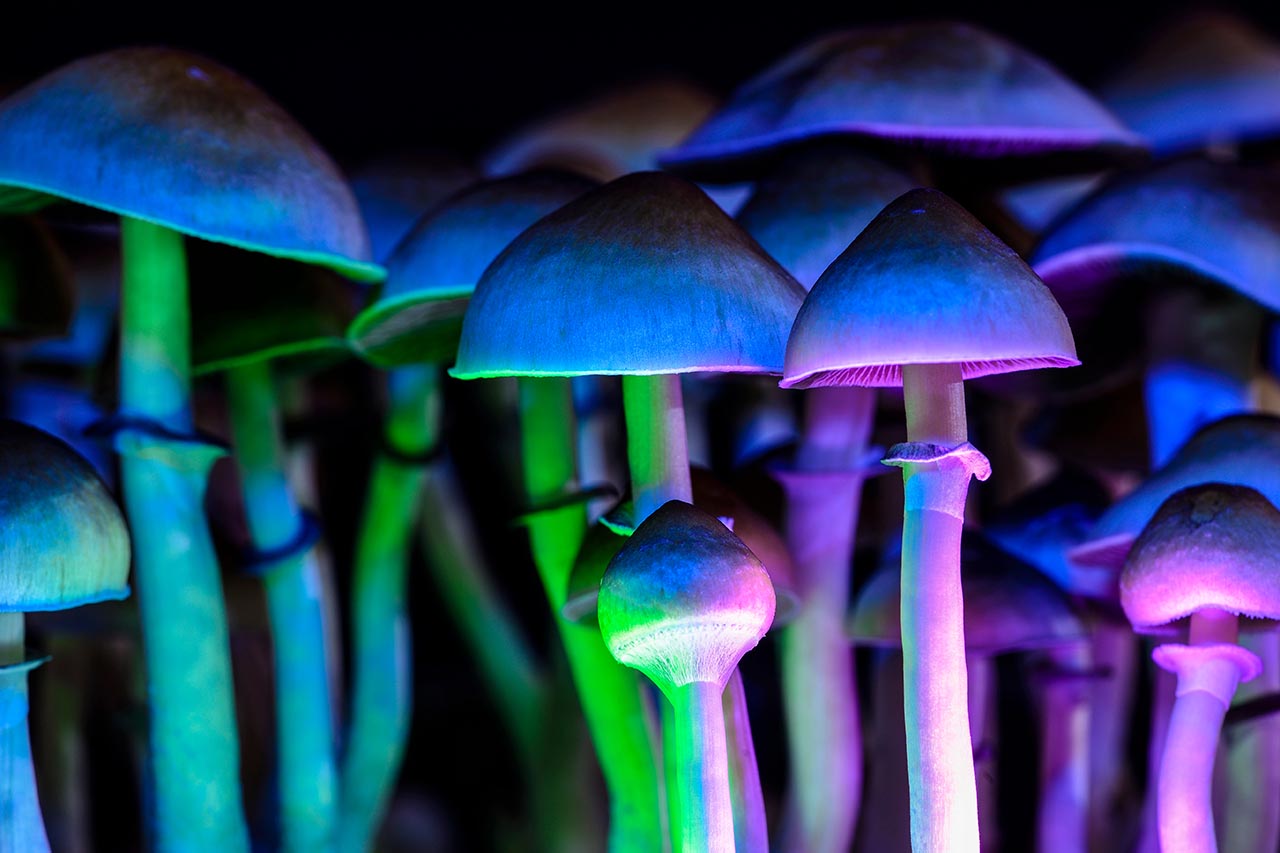 mushrooms in psychedelic light