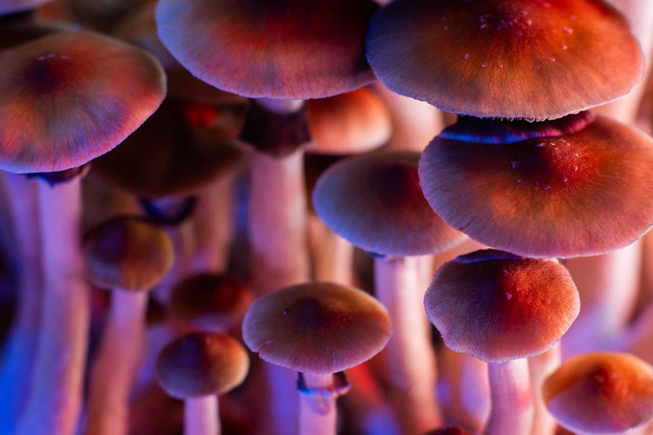 LSD vs. Mushrooms: Side Effects, Ingestion Methods, & More | Clearbrook  Pennsylvania